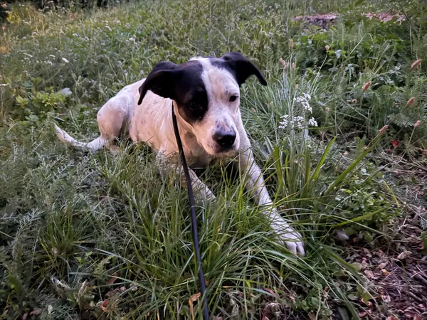 Znaleziono psa, Krośniewice, 26 sierpnia 2025 (2/2)