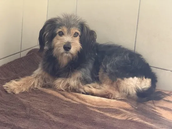 Pies do adopcji, Kraków, 11 sierpnia 2025