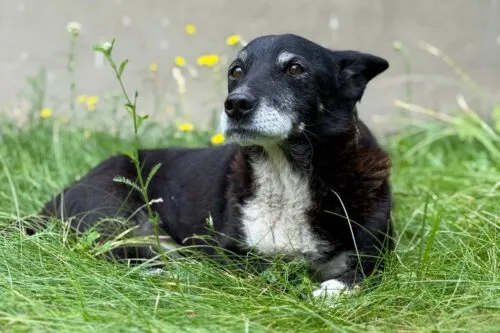 Pies do adopcji, Głowno, 25 sierpnia 2025 (1/3)