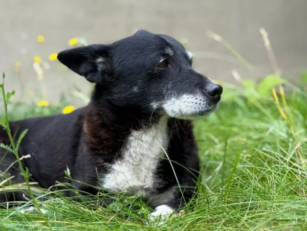 Pies do adopcji, Głowno, 25 sierpnia 2025 (2/3)