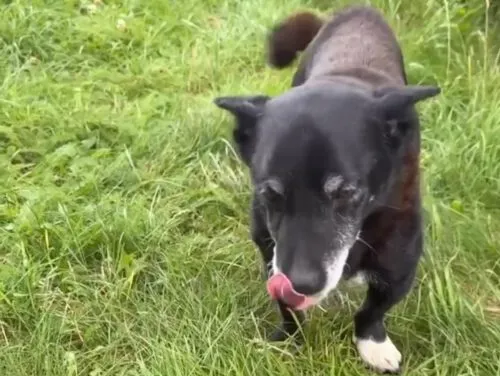 Pies do adopcji, Głowno, 25 sierpnia 2025 (3/3)