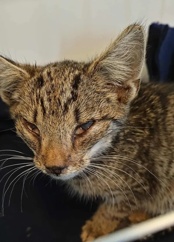 Znaleziono kota, Lublin, 24 sierpnia 2025