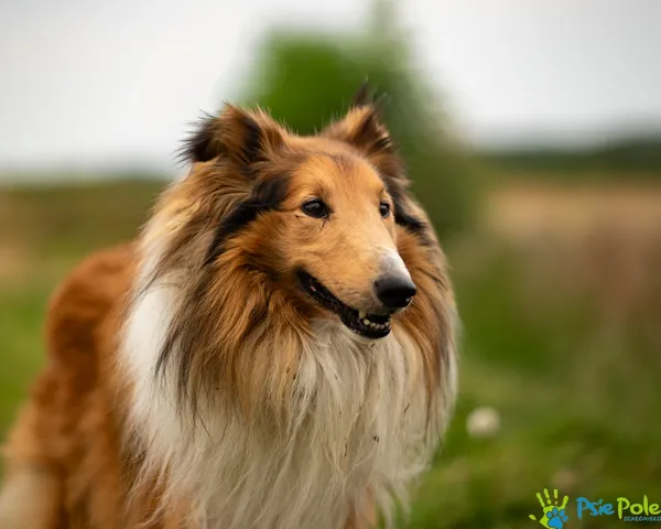 Znaleziono psa, Racławice, 18 sierpnia 2025 (1/5)