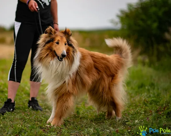 Znaleziono psa, Racławice, 18 sierpnia 2025 (3/5)