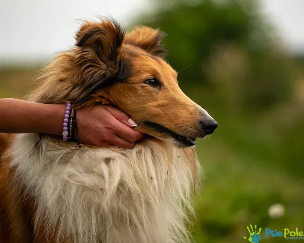 Znaleziono psa, Racławice, 18 sierpnia 2025 (4/5)