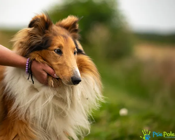 Znaleziono psa, Racławice, 18 sierpnia 2025 (5/5)