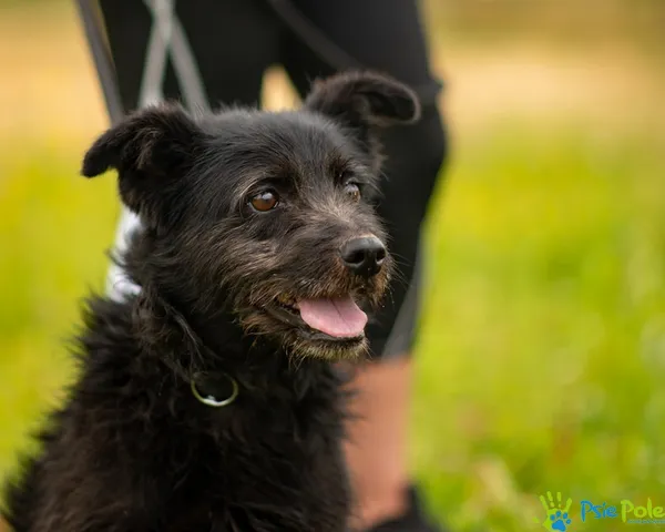 Znaleziono psa, Racławice, 10 stycznia 2026 (1/5)