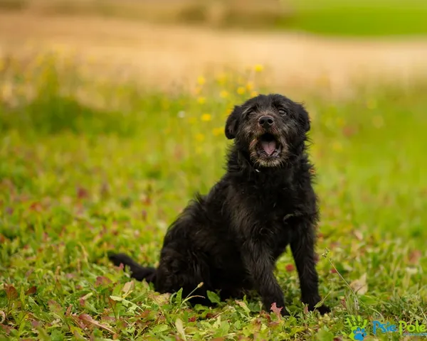 Znaleziono psa, Racławice, 10 stycznia 2026 (3/5)