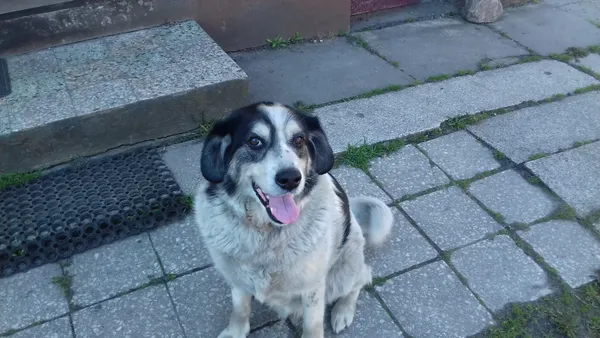 Zaginął pies, Rzuchów, 26 sierpnia 2025