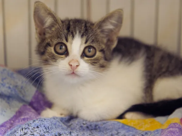 Znaleziono kota, Sosnowiec, 25 sierpnia 2025 (1/5)