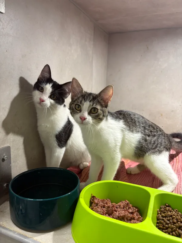 Znaleziono kota, Sosnowiec, 25 sierpnia 2025 (4/5)