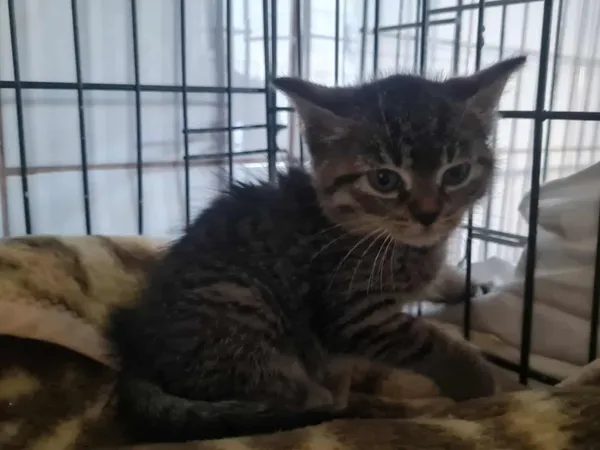 Znaleziono kota, Sosnowiec, 25 sierpnia 2025