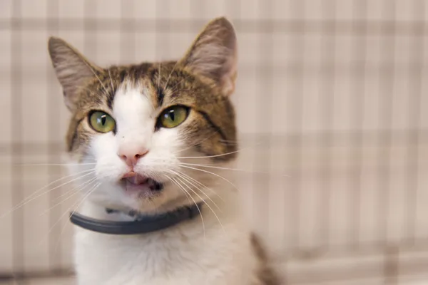 Znaleziono kota, Sosnowiec, 28 sierpnia 2025 (1/2)