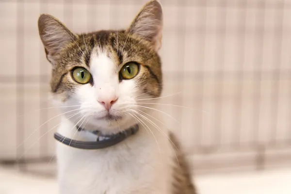 Znaleziono kota, Sosnowiec, 28 sierpnia 2025 (2/2)