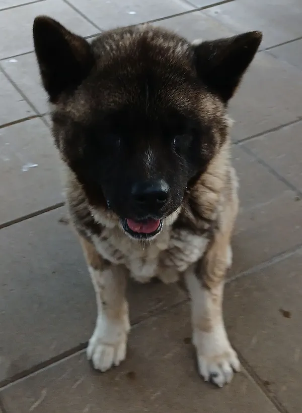 Znaleziono psa, Gdańsk, 23 sierpnia 2025