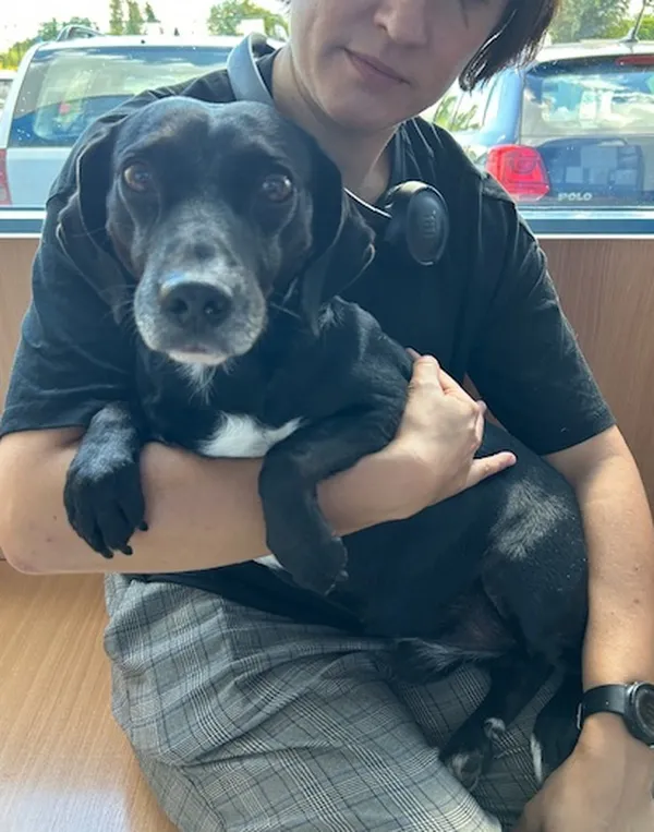 Znaleziono psa, Gdańsk, 22 sierpnia 2025