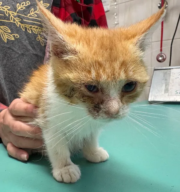 Znaleziono kota, Gdańsk, 22 sierpnia 2025