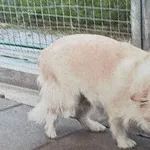 Znaleziono psa