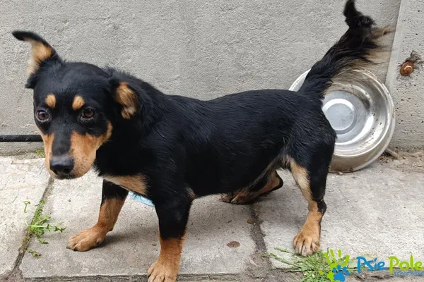 Pies do adopcji, Racławice, 19 sierpnia 2025