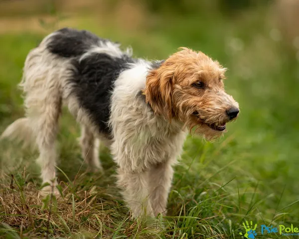 Pies do adopcji, Racławice, 19 sierpnia 2025 (1/5)