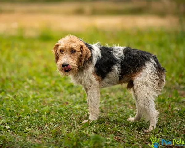 Pies do adopcji, Racławice, 19 sierpnia 2025 (4/5)