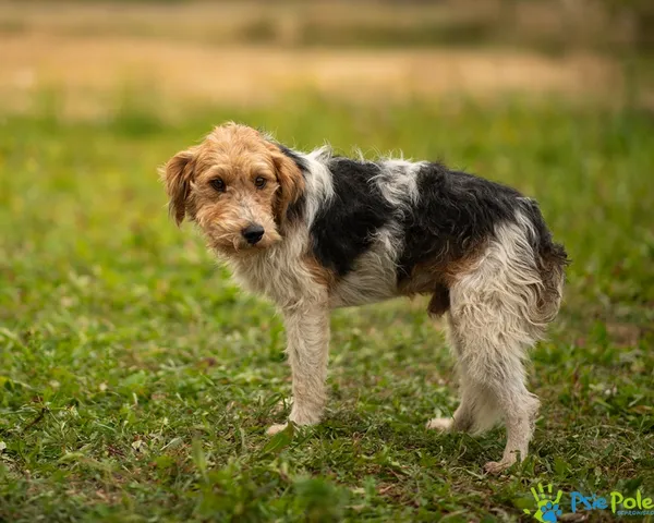 Pies do adopcji, Racławice, 19 sierpnia 2025 (5/5)