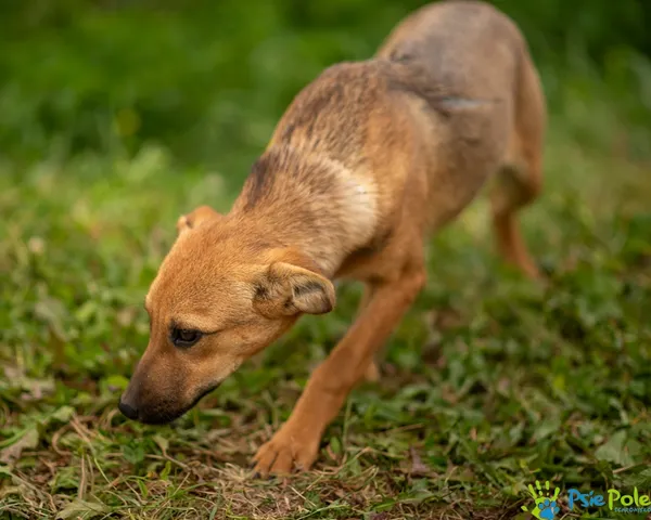 Pies do adopcji, Racławice, 20 sierpnia 2025 (3/5)