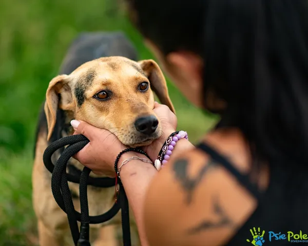 Pies do adopcji, Racławice, 20 sierpnia 2025 (2/5)