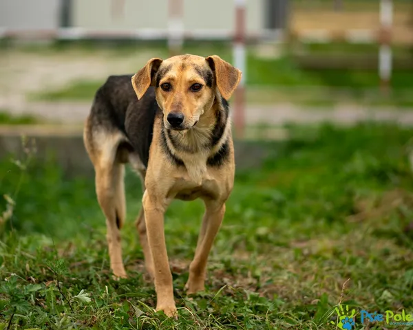 Pies do adopcji, Racławice, 20 sierpnia 2025 (3/5)