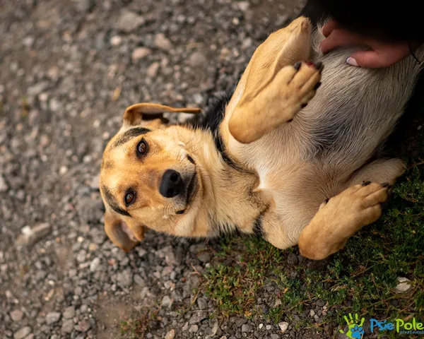 Pies do adopcji, Racławice, 20 sierpnia 2025 (4/5)