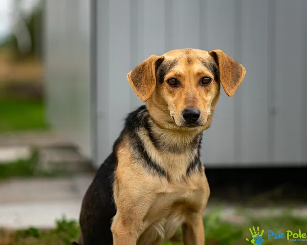 Pies do adopcji, Racławice, 20 sierpnia 2025 (5/5)