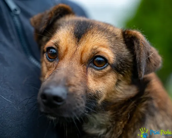 Pies do adopcji, Racławice, 22 sierpnia 2025 (1/5)