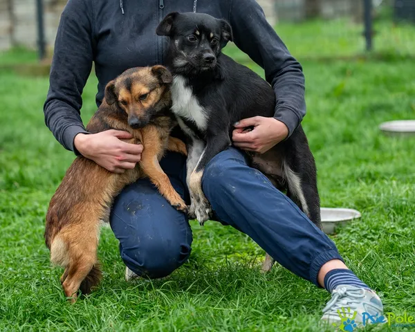 Pies do adopcji, Racławice, 22 sierpnia 2025 (5/5)