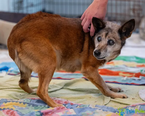 Pies do adopcji, Racławice, 25 sierpnia 2025 (2/5)