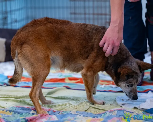 Pies do adopcji, Racławice, 25 sierpnia 2025 (3/5)