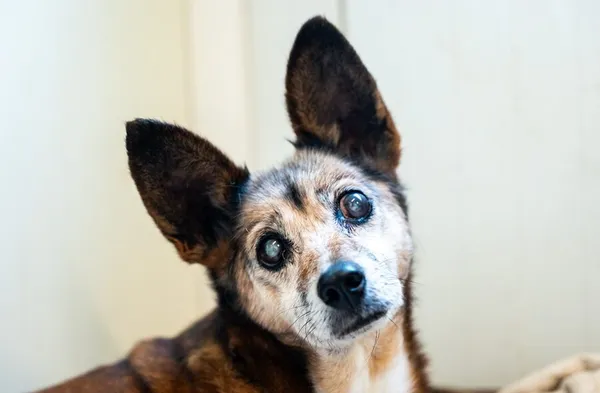 Pies do adopcji, Racławice, 25 sierpnia 2025 (4/5)