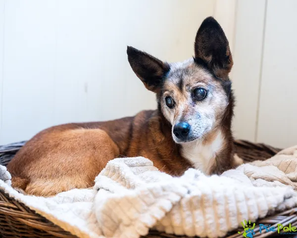 Pies do adopcji, Racławice, 25 sierpnia 2025 (5/5)