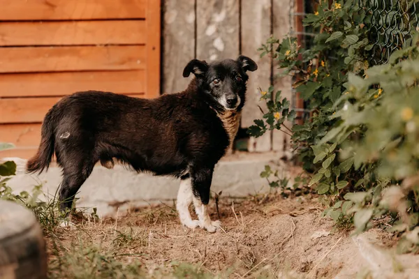 Pies do adopcji, Czartki, 26 sierpnia 2025 (1/5)