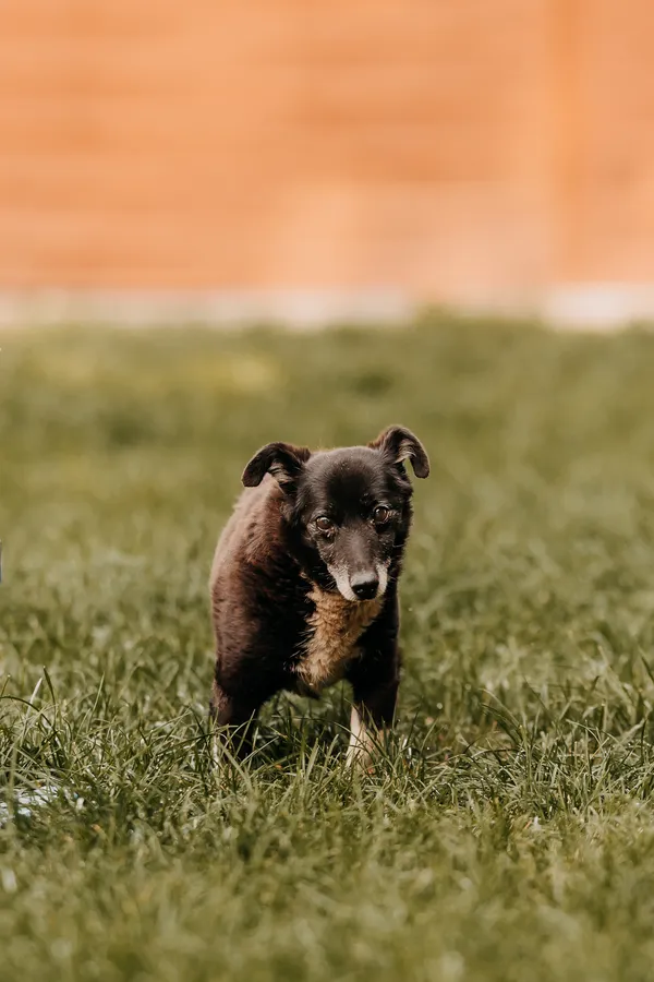 Pies do adopcji, Czartki, 26 sierpnia 2025 (2/5)