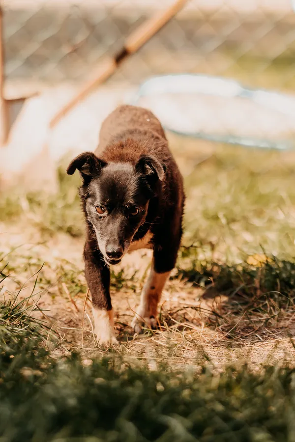 Pies do adopcji, Czartki, 26 sierpnia 2025 (5/5)
