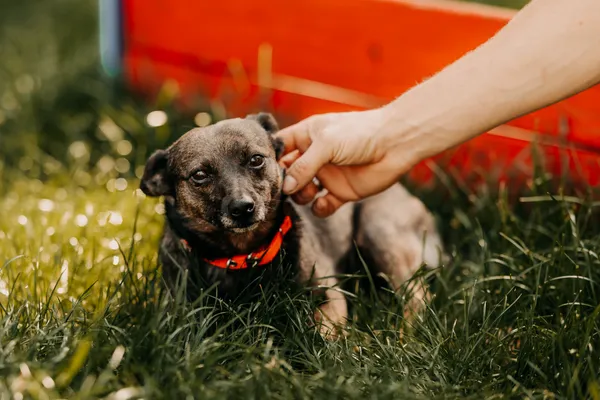 Pies do adopcji, Czartki, 26 sierpnia 2025 (3/5)