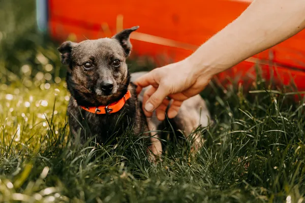 Pies do adopcji, Czartki, 26 sierpnia 2025 (4/5)