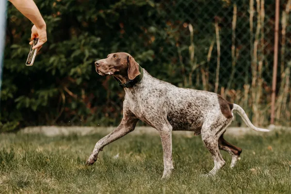 Pies do adopcji, Czartki, 26 sierpnia 2025 (2/5)