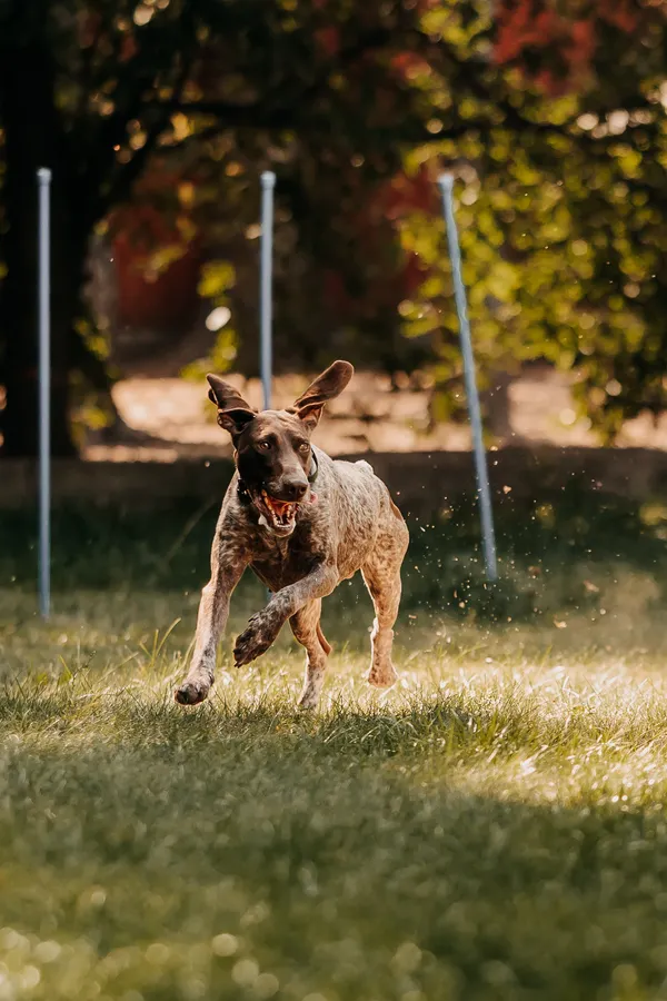 Pies do adopcji, Czartki, 26 sierpnia 2025 (5/5)