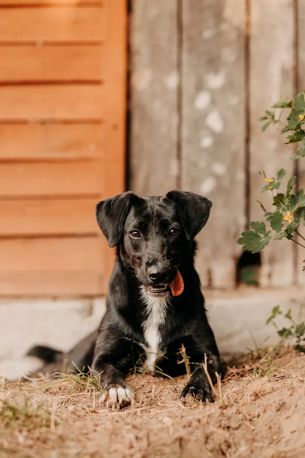 Pies do adopcji, Czartki, 26 sierpnia 2025 (2/5)