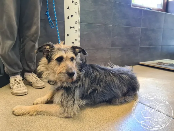 Znaleziono psa, Chełmek, 25 sierpnia 2025