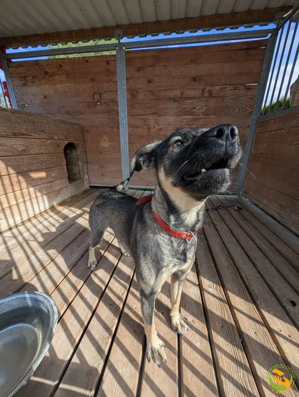 Znaleziono psa, Skałowo, 26 sierpnia 2025 (2/3)