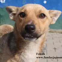 Pies do adopcji, Nowy Dwór Mazowiecki, 26 sierpnia 2025 (1/5)