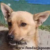 Pies do adopcji, Nowy Dwór Mazowiecki, 26 sierpnia 2025 (2/5)