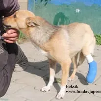 Pies do adopcji, Nowy Dwór Mazowiecki, 26 sierpnia 2025 (4/5)